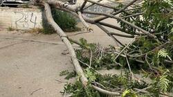 Πτώσεις δέντρων προκάλεσαν προβλήματα σε όλη τη Θεσσαλονίκη