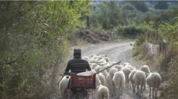 Παρέμβαση Περιφερειαρχών για τις μετακινήσεις κτηνοτρόφων στους θερινούς βοσκότοπους