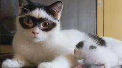 Viral στο Tik Tok γάτος – Ζορό 