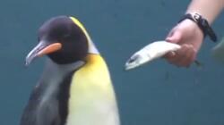 Πιγκουίνοι κάνουν "απεργία πείνας" και αρνούνται να φάνε φθηνό ψάρι