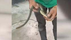 Οδηγός αυτοκινήτου βρήκε φίδι στο ντεπόζιτό του