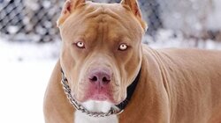 "Mου έφαγε το παιδί μου": Συγκλονίζει ο πατέρας του 2χρονου μετά τη φονική επίθεση από το πίτμπουλ