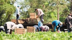 Προς τρίμηνη παράταση στις μετακλήσεις εργατών γης