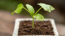 Γουασάμπι: Το καρύκευμα της ιαπωνικής κουζίνας που προστατεύει τη μνήμη