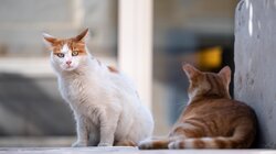 Πότε θεωρείται μια γάτα ηλικιωμένη; 