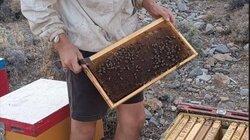 Τι αλλάζει στο τομεακό πρόγραμμα μελισσοκομίας