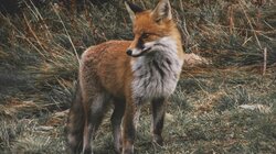 Aλεπούδες στον αστικό ιστό της Αθήνας – Πολλαπλασιάζεται η εμφάνισή τους