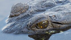 Κτηνωδία στη Γαλλία: Κροκόδειλος βρέθηκε νεκρός δεμένος με αλυσίδες και βαρίδια, μέσα σε υπνόσακο