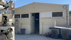 Ηράκλειο: Κυνοκομείο χωρίς φροντίδα – Καταγγελίες για εγκατάλειψη αδέσποτων