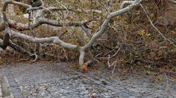 Πλάτανος Κράσι κομμένο