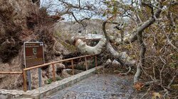 Πλάτανος Κράσι κομμένο