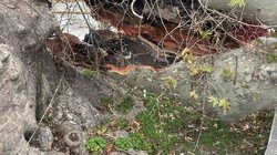 Πλάτανος Κράσι κομμένο