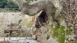 Πλάτανος Κράσι κομμένο