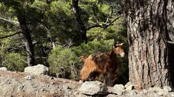 Κατσίκα, Βουνό