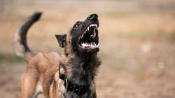 skylos dog2