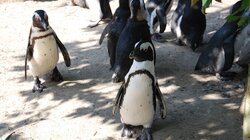 αφρικανικοί πιγκουίνοι 