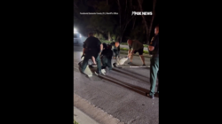 Αλιγάτορας, Φλόριντα