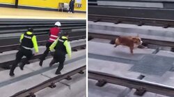 αστυνομικοι-γατα-σκύλος