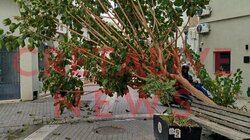 Πτώση Δέντρου, Οδός Μαστραχά