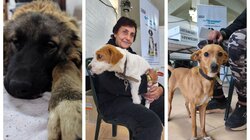 Ολοκληρώθηκε η νέα δράση του Δήμου Μινώα Πεδιάδας για τη διαχείριση των ζώων συντροφιάς – 198 στειρώσεις, 199 ηλεκτρονικές σημάνσεις και 40 δείγματα DNA