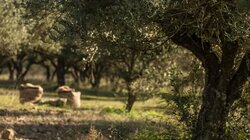 αγρότες-μποκεας