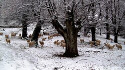 heimonas hioni probata