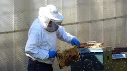 μελισσοκόμος