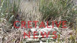 Ένα ψόφιο αρνί σε δημόσια θέα εδώ και δύο μέρες! - Φωτογραφίες