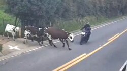 Σοκαριστική σύγκρουση αγελάδας με μοτοσικλετιστή 