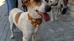 "Μια χρονιά γεμάτη σπίτια" από τους εθελοντές του Κυνοκομείου Δήμου Ηρακλείου