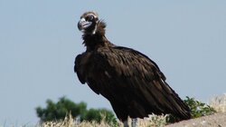 μαυρογυπας