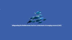 Θαλάσσια Ρύπανση από Μικρορρυπαντές & Πρόγραμμα iMERMAID