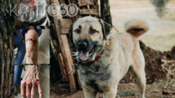 Ηλικιωμένη