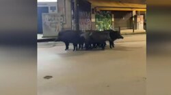 Θεσσαλονίκη: Αγριογούρουνα βγήκαν «βόλτα» σε κεντρικούς δρόμους της πόλης