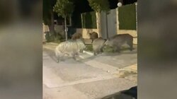 Αγριογούρουνα εμφανίστηκαν ξανά στην Εκάλη