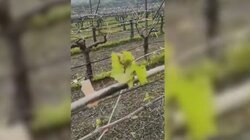 Αμπέλια, Ζημιές, Βενεράτο 