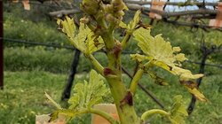 Αμπέλια, Ζημιές, Ηράκλειο