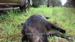 Αταλάντη Φθιώτιδας, Αγριογούρουνο, Τροχαίο