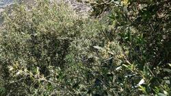 Ελαιοπαραγωγή, Ηράκλειο