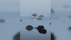 Φινλανδία, Κύκνοι, Ζευγάρωμα