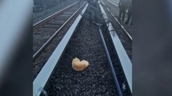 Τύχη ή μοίρα; Γάτος χτυπήθηκε από τρένο και βρέθηκε ζωντανός 24 ώρες μετά