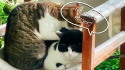 Γατάκι εξπέρ στο… μασάζ, υπόσχεται γκαραντί χαλάρωση 