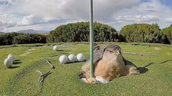 gerakina-golf