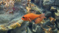 anthias