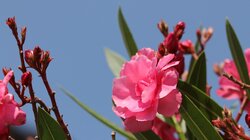  πικροδάφνη