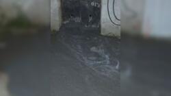 Κυψέλη, Τσιμέντο