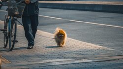 βόλτα σκύλος