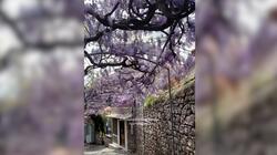 Λέσβος, Σοκάκι, Βουκαμβίλια