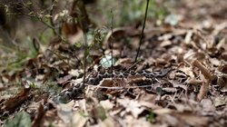 Σύρος: 13χρονος νοσηλεύεται σε σοβαρή κατάσταση μετά από δάγκωμα οχιάς