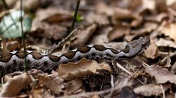 Σύρος: Σε σοβαρή κατάσταση 13χρονος μετά από δάγκωμα οχιάς κατά τη διάρκεια οικογενειακής βόλτας